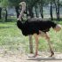 wildlife